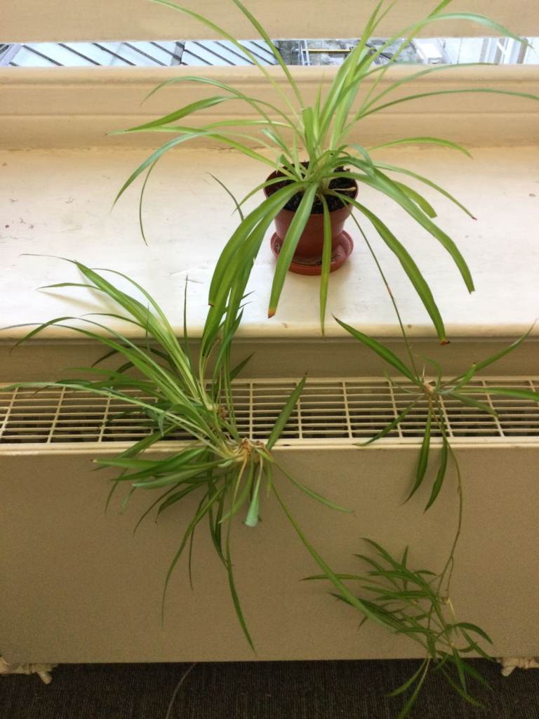 Very Healthy Plain Green Spider Plant with Plantlets £3 Collect London Regent Street