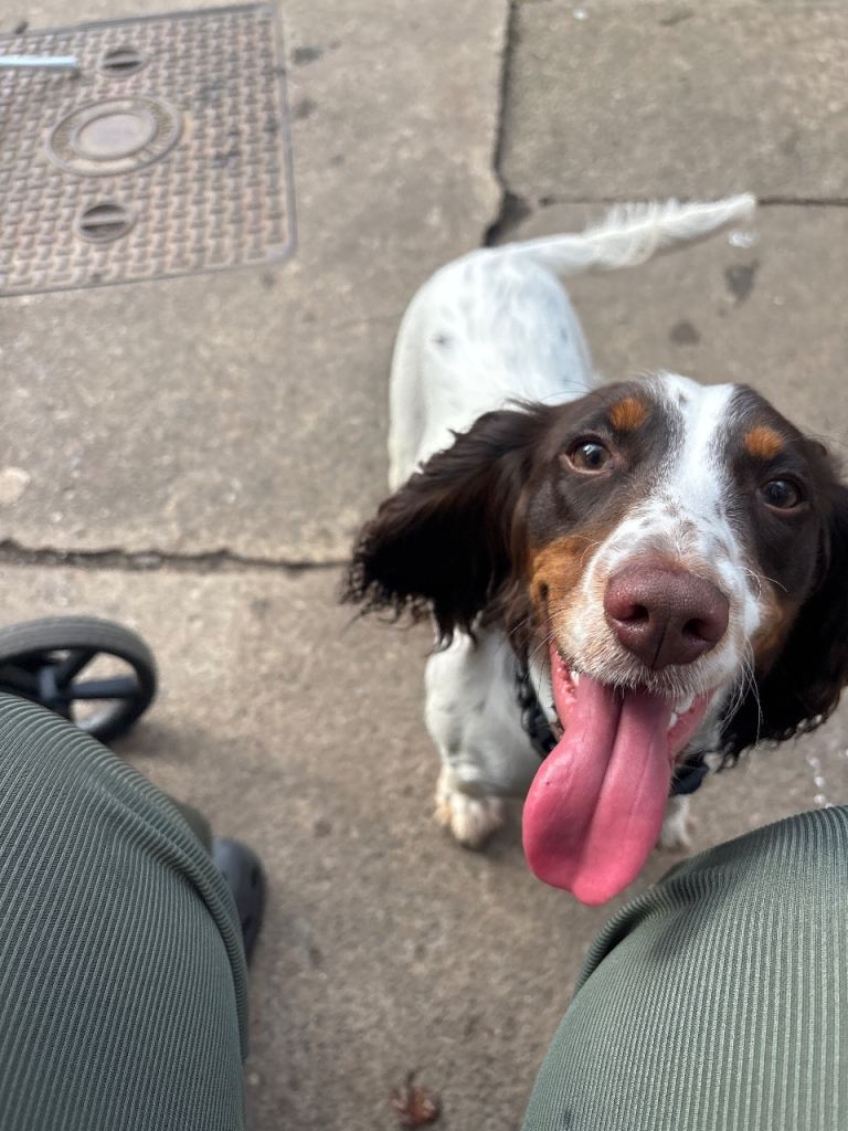 Cocker spaniel female 