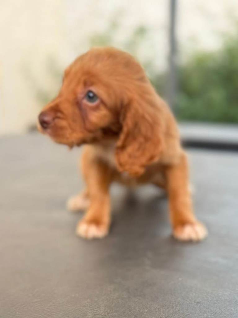 Cocker spaniel pups
