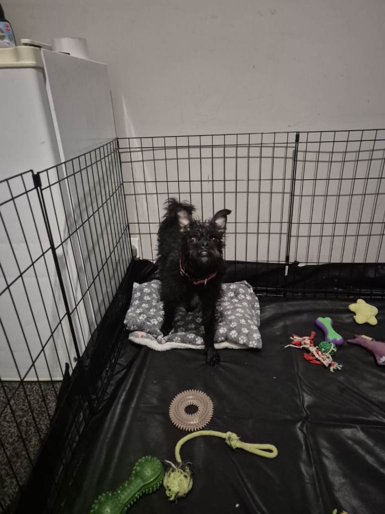Dog play pen