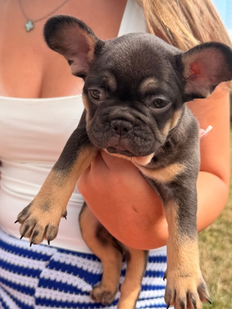 9 week old frenchie puppy 