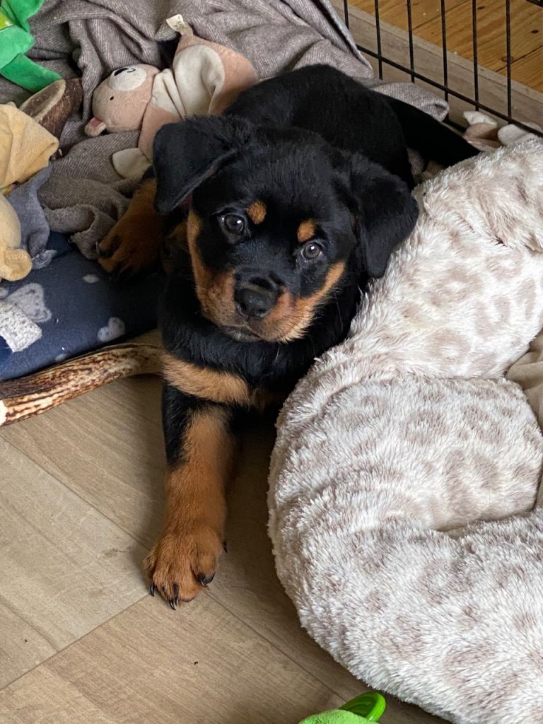 Rottweiler Puppies 