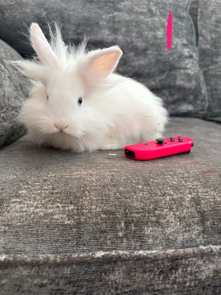 Adorable Baby Rabbits 10 weeks