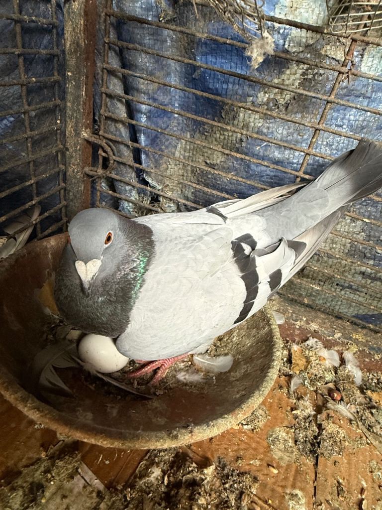 Racing Pigeon for breeding 