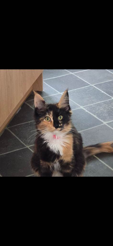 1 year old female maincoon 