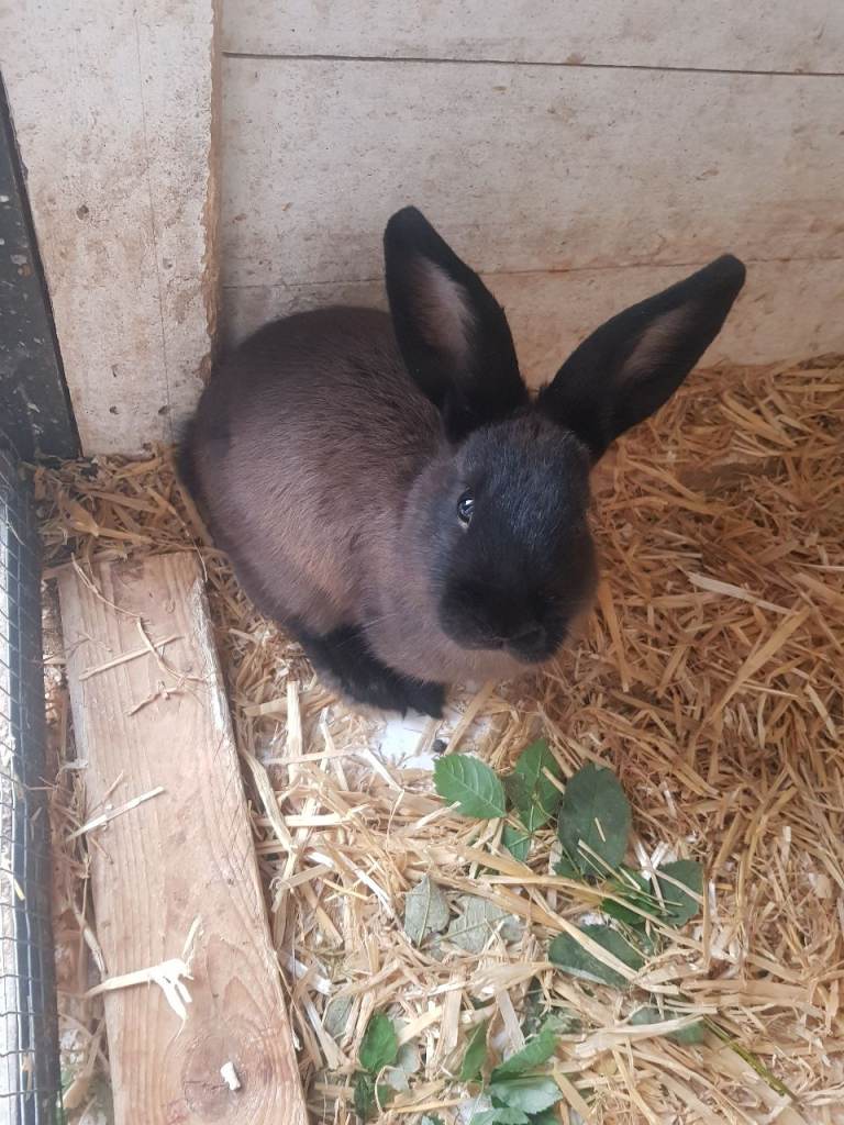 2 male Baby rabbits black/brown