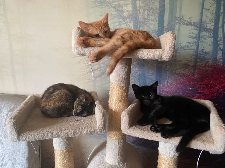 Kittens for sale