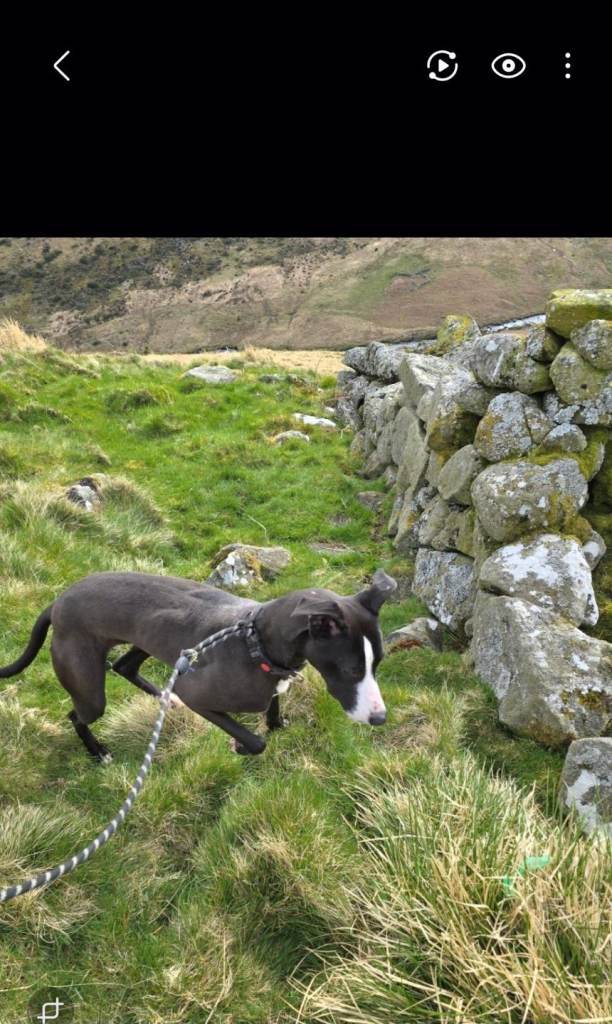 3 year old lurcher