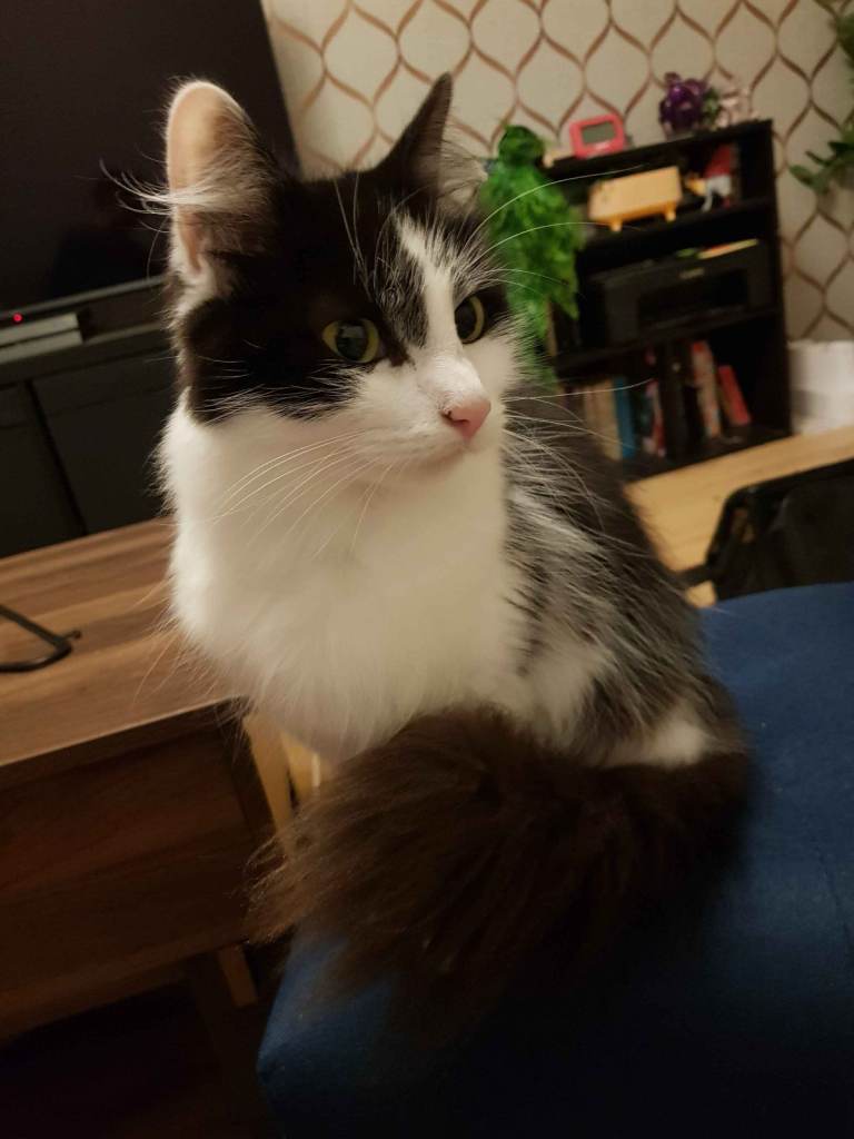 Beautiful 4 year old cat (Doodles)
