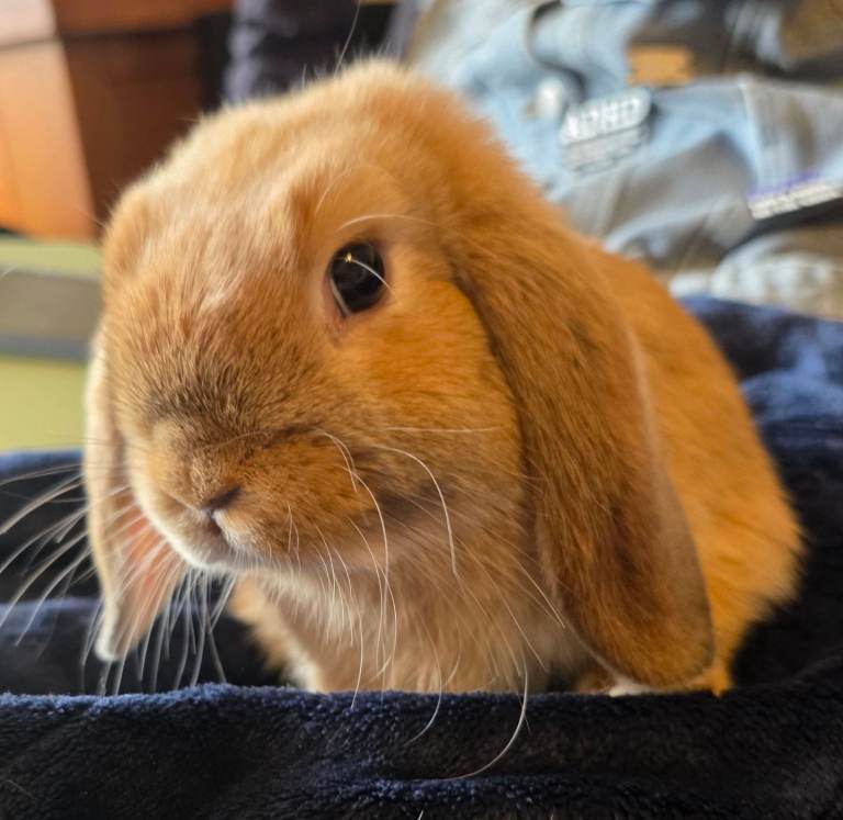 Mini lop baby, available now!