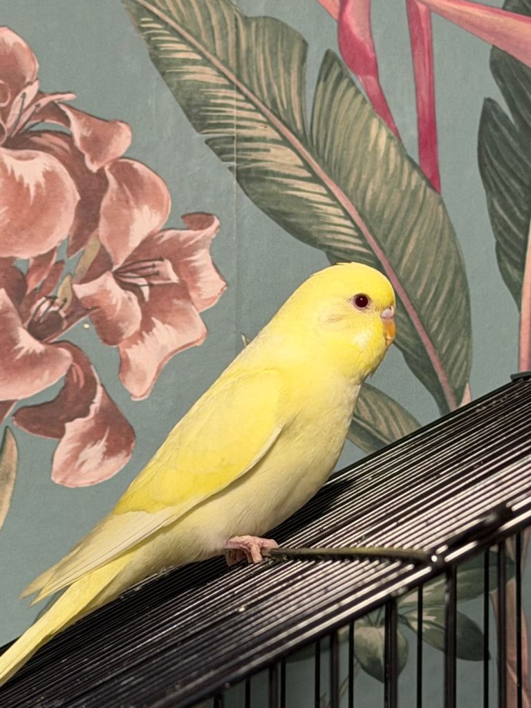 Budgie