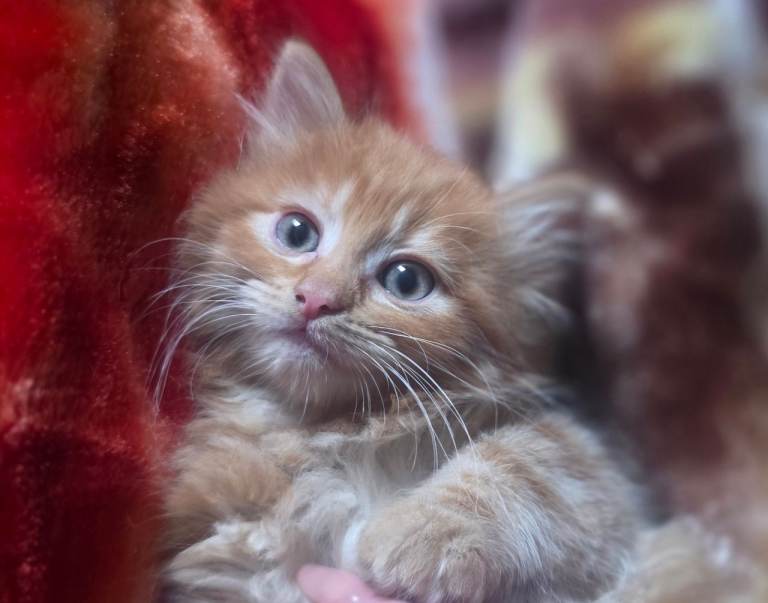Beautiful Ginger Kitten – Last Little Boy Ready for His Forever Home 🧡