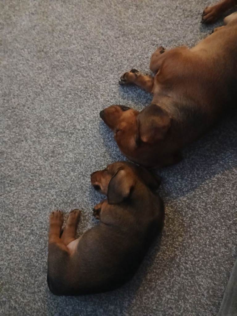 Female Red/tan short hair miniature dachshund