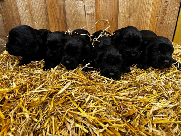 Cockalier puppies 