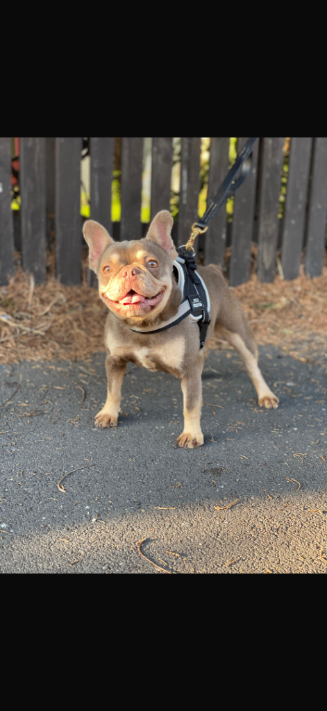 French Bulldogs