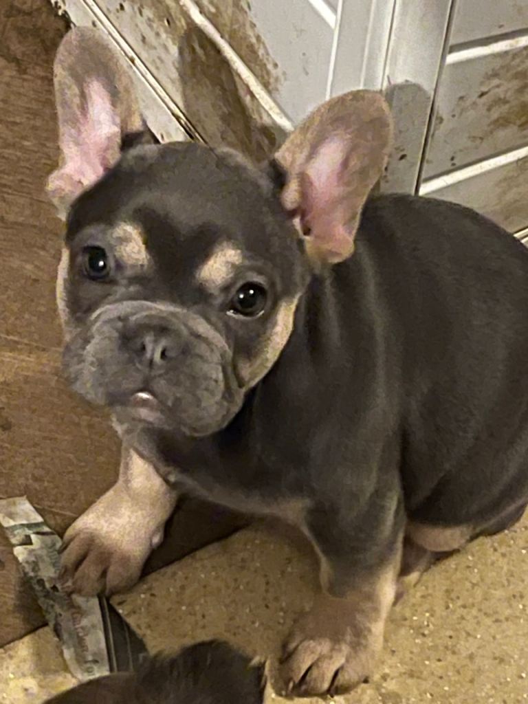 Beautiful Fluffy Frenchie Girls Available 