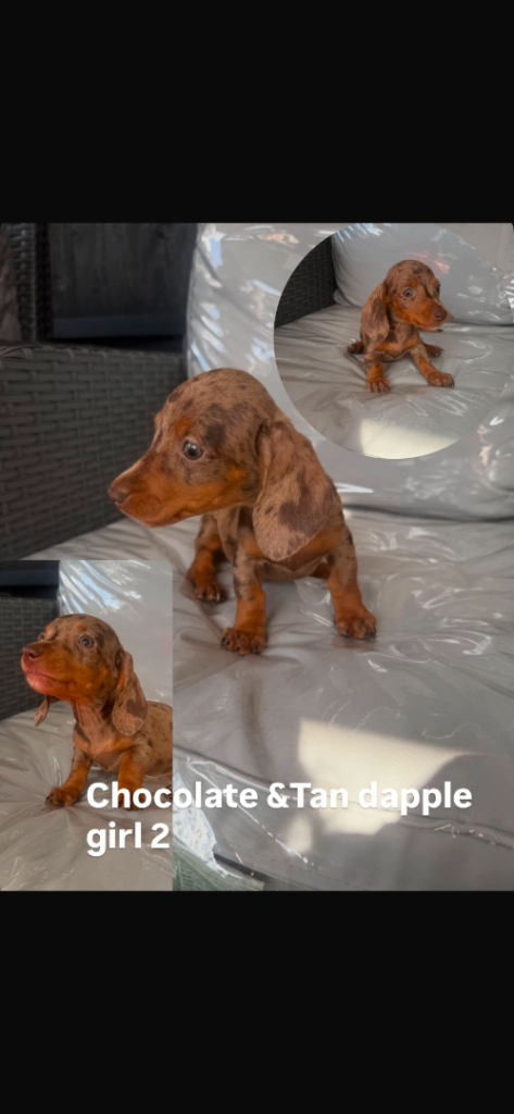 6 beautiful miniature dachshund for sale 