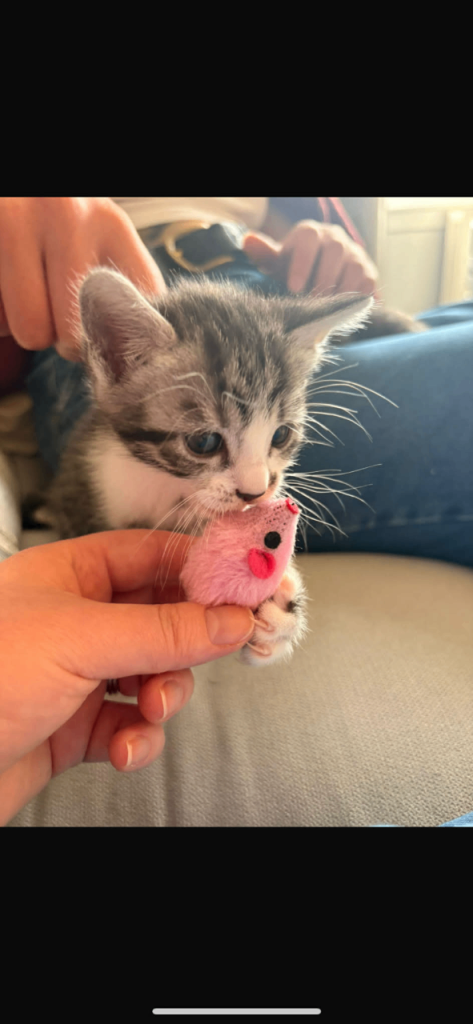 Bengal cross kittens