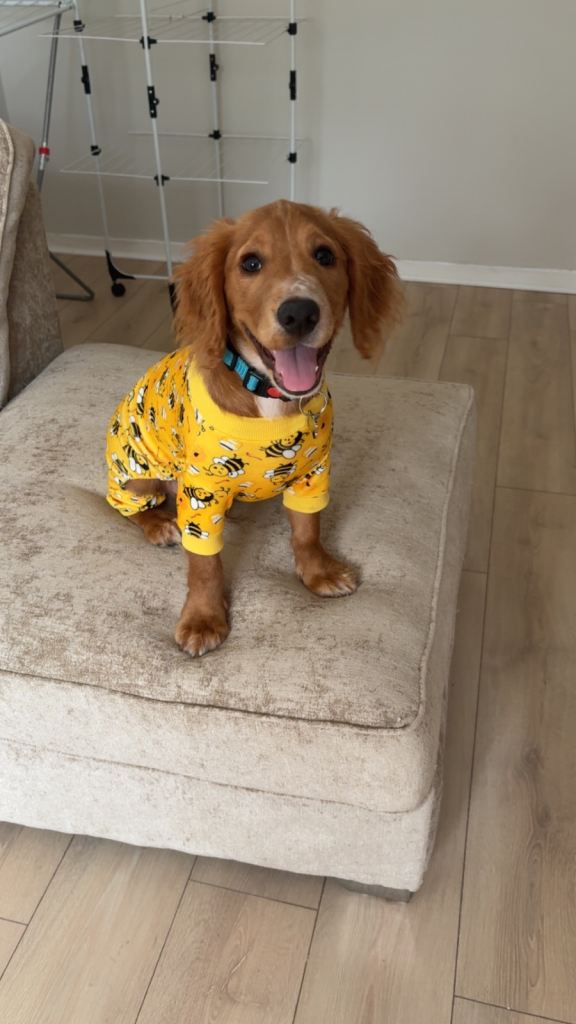 7 month cocker spaniel 