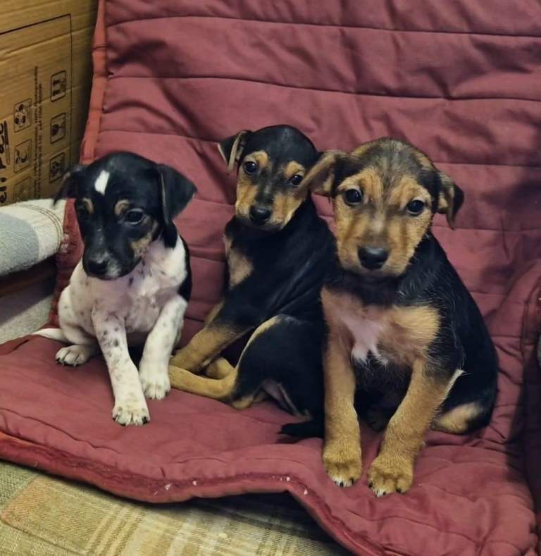 Jaack russel x patterdale