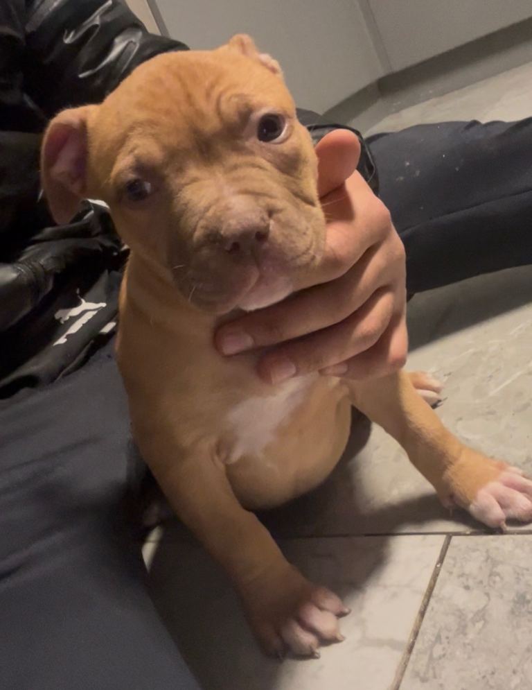 staffy male puppy