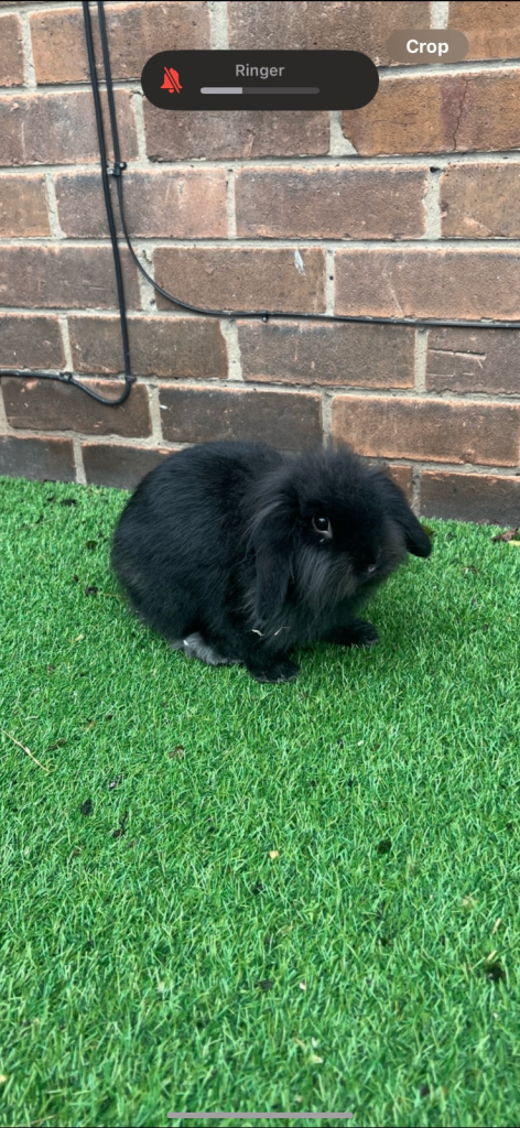 Mini Lop Rabbit, Cage and Pet carrier etc