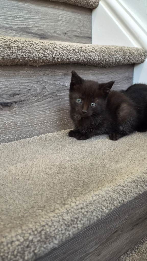 Kittens 