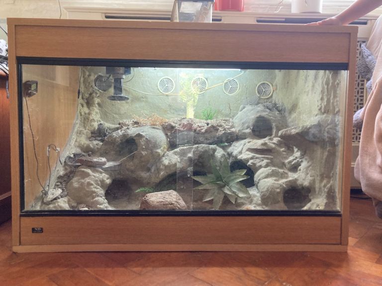 Leopard Gecko with Vivarium 