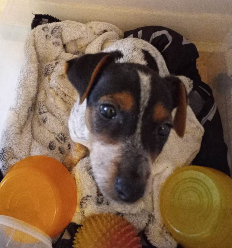 Jack Russell pup for sale urgently 