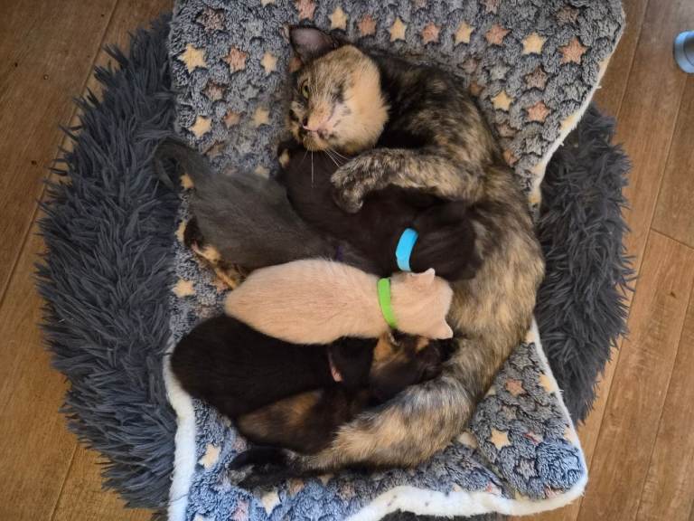 Stunning Kittens available to reserve Ready to leave mum 27/10/26.