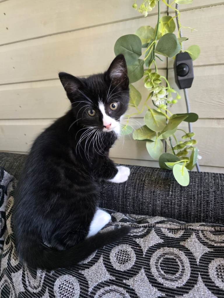 PLAYFUL KITTENS FOR SALE