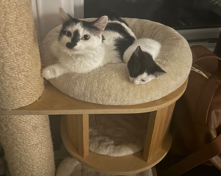 Kitten - Iris