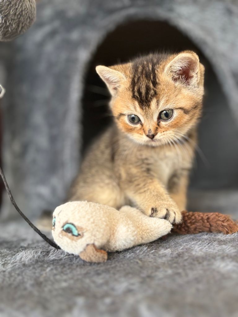 kittens cat for sale