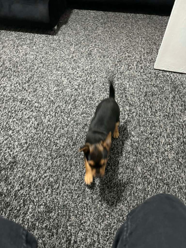 French bulldog/Lakeland Terrier