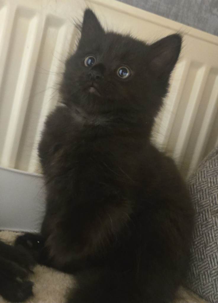 Kittens 