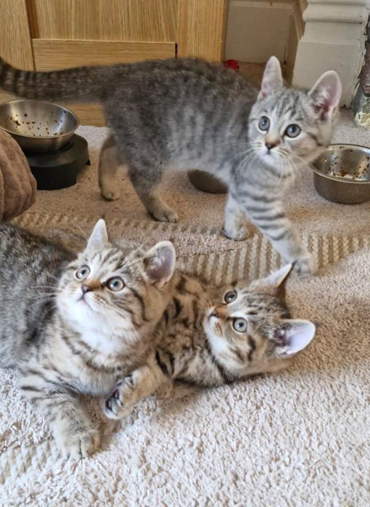Cute kittens for sale