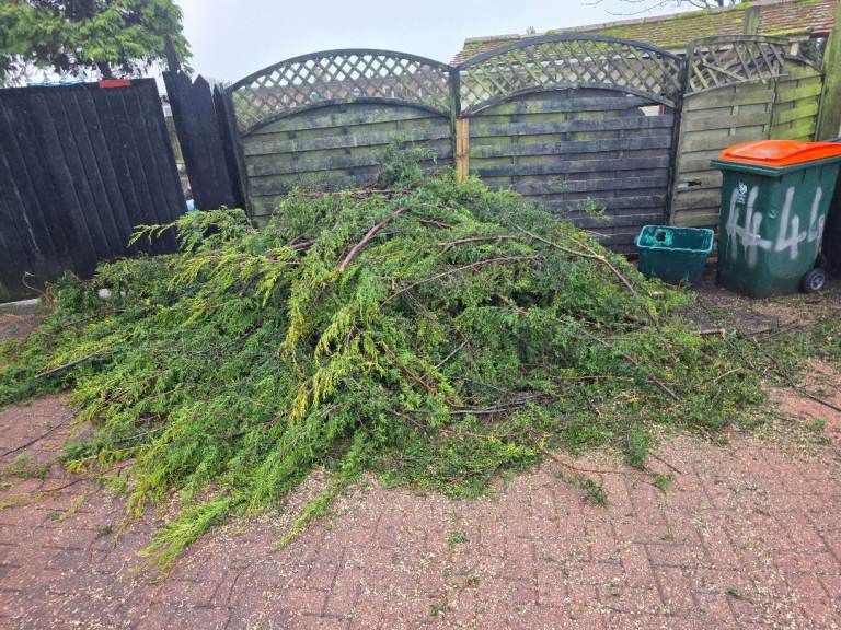 Free - Conifers with branches attached could be ised for fire wood