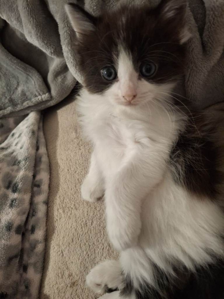 beautiful  boy kitten