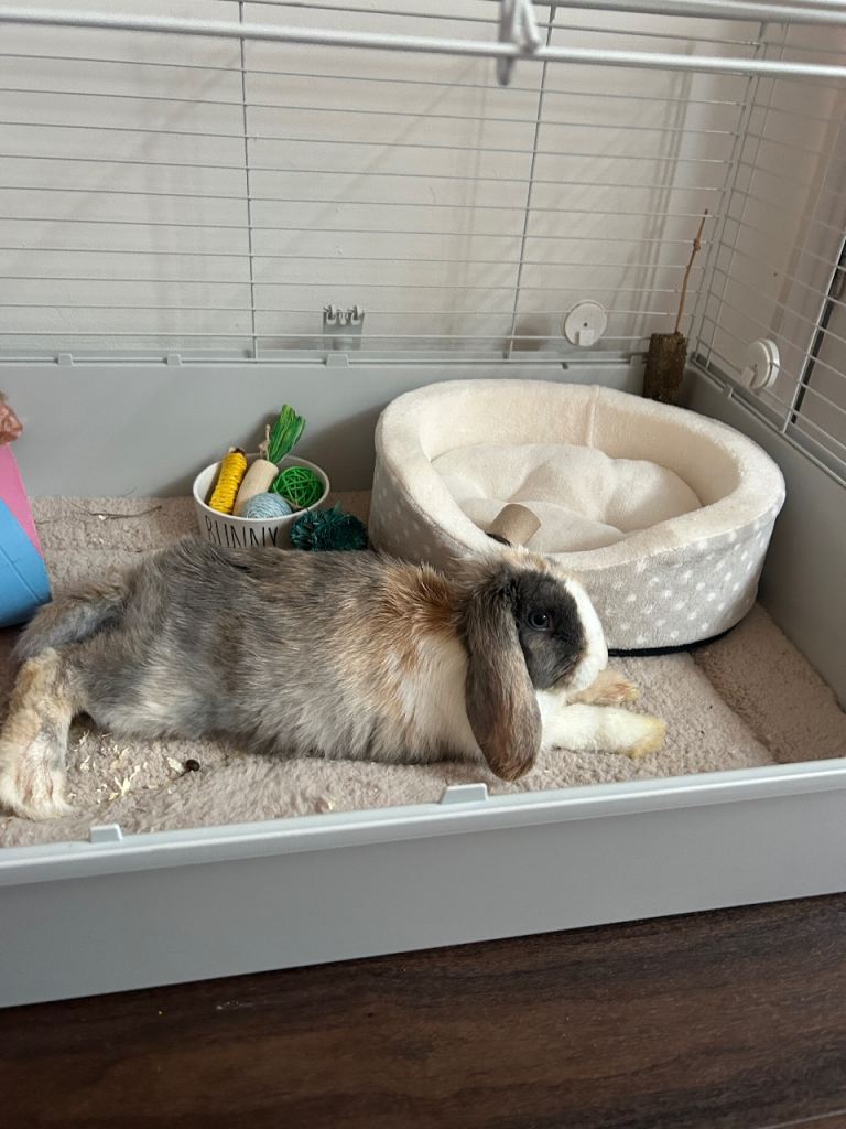 Rabbit. (Lop eared bunny) and enclosure 