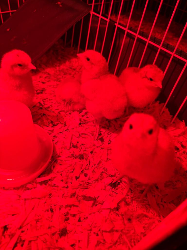 Buff orpington chicks day olds