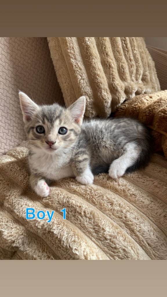 kittens 3 girls and 2 boys