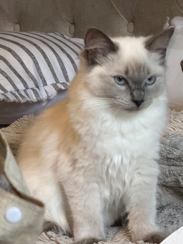 (**One left)  **Gorgeous Hope (Rose ) rehomed ragdoll females adorable personalities 