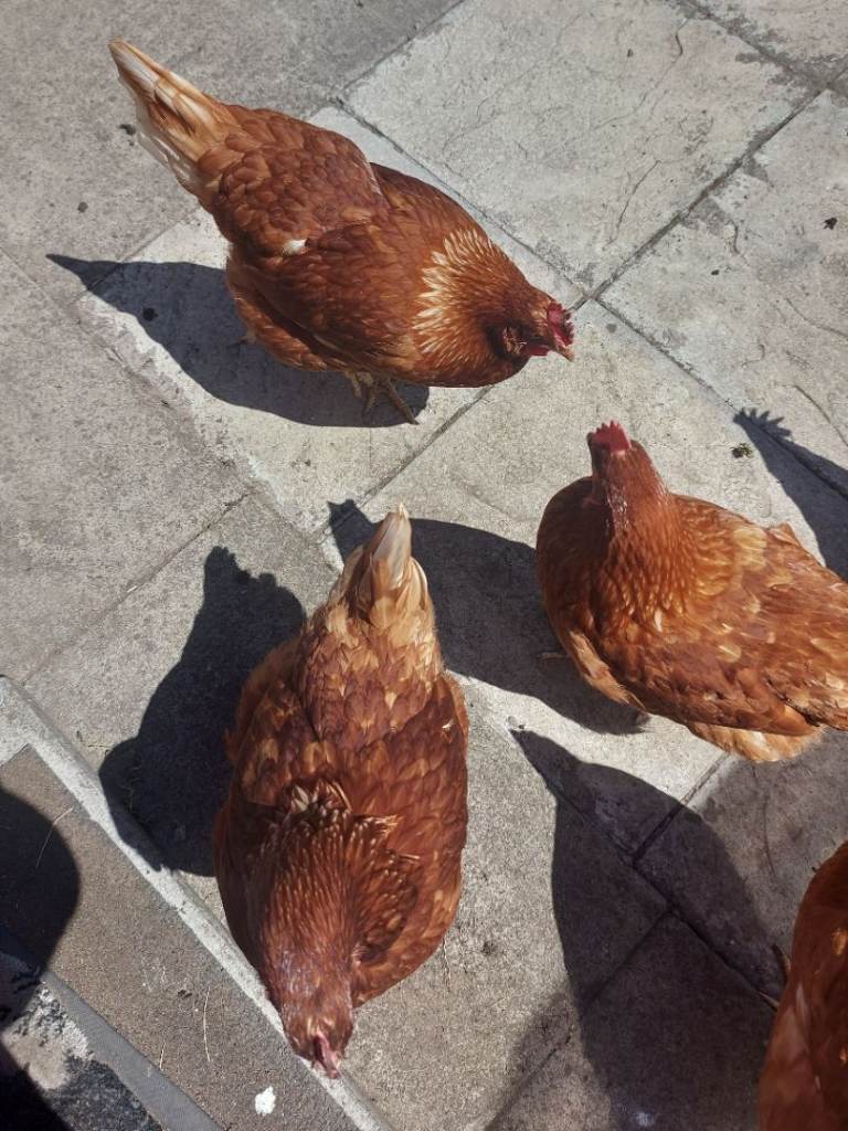 Chicken 