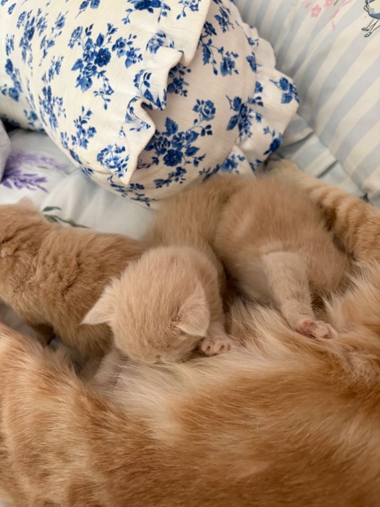 ALL KITTENS RESERVED 