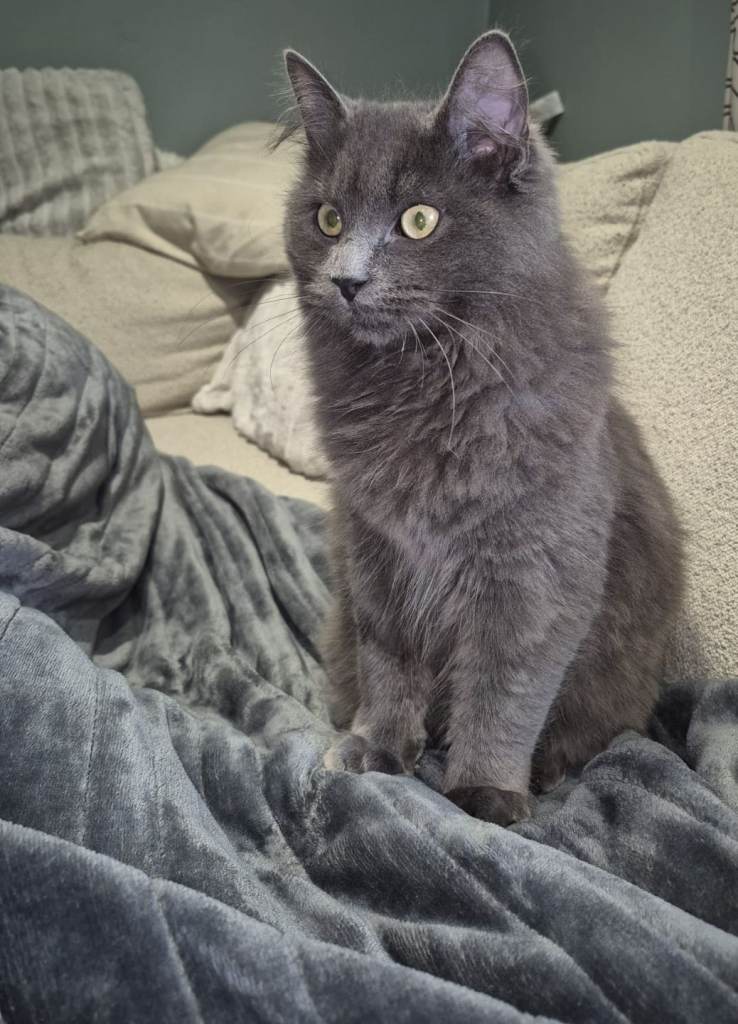 Beautiful grey kitten ragdoll cross