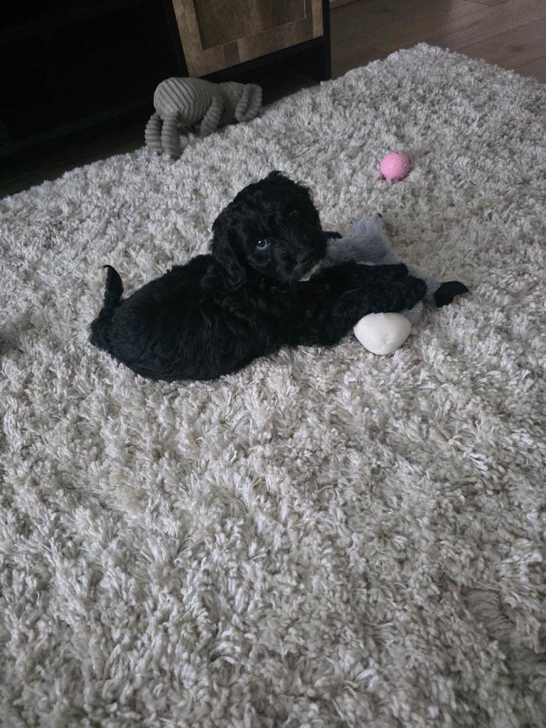 Male cockerpoo pup