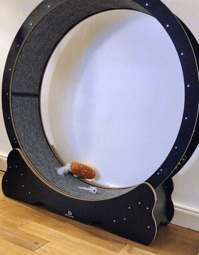 Large Cat Exercise Wheel 