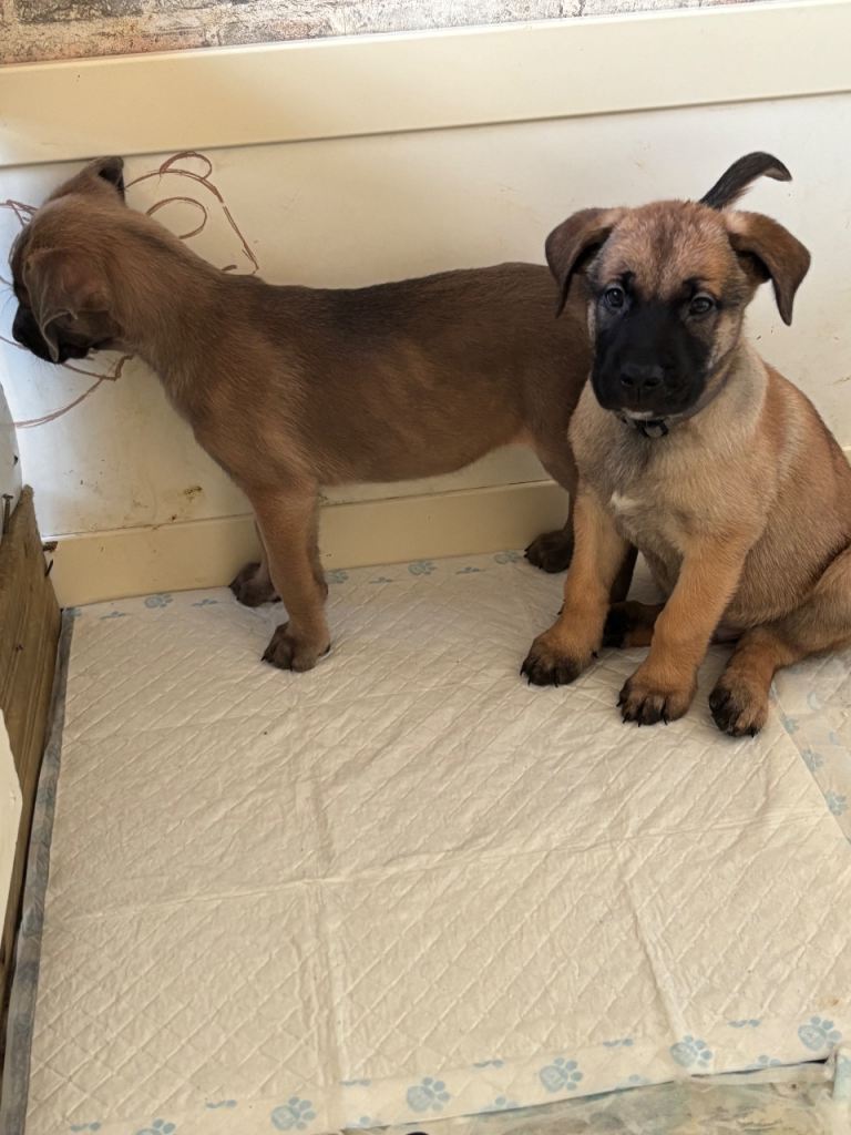 Cane Corso × Belgian Malinois 9 weeks old, ready to leave now, only 3 left  