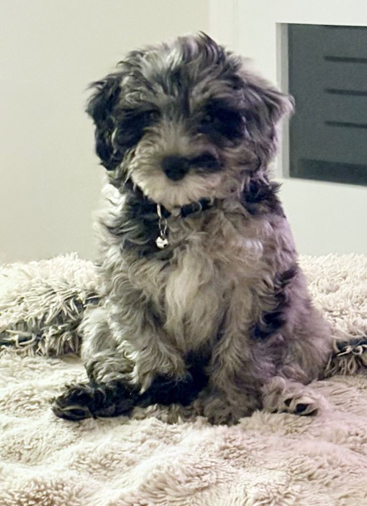 Beardoodle Puppy 