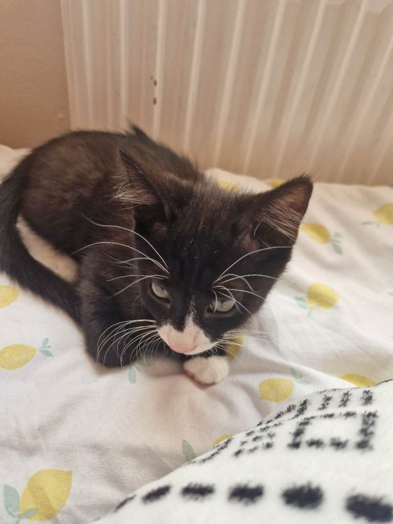 Kitten for sale